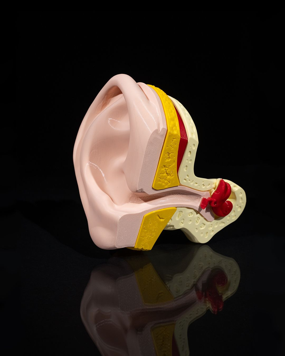 Ear Model Anatomy